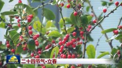 二十四节气·立春