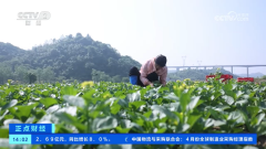 <b>蔬菜供应根本结实 全国蔬菜价钱下降</b>